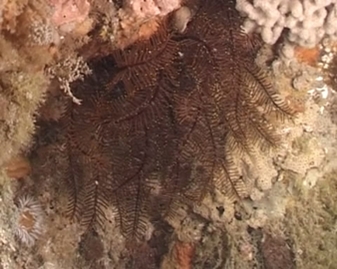View video of Feather Star
