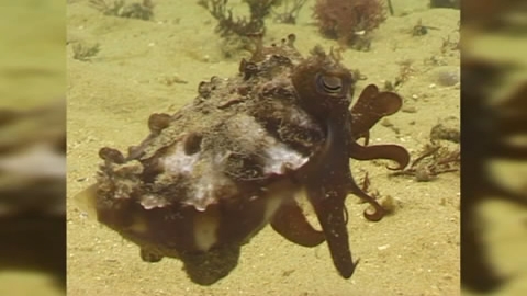 View video of Giant Australian Cuttlefish