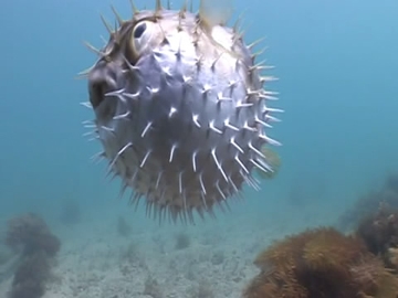 View video of Globefish