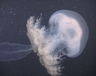 View video of Haekel's Jellyfish