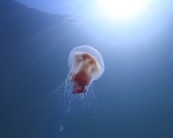 View video of Lion's Mane Jellyfish