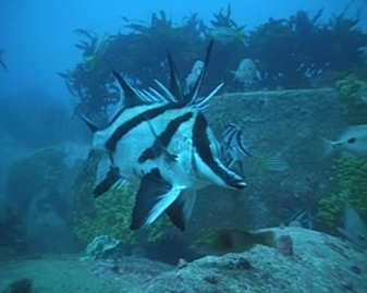 View video of Longsnout Boarfish