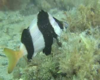 View video of Magpie Perch
