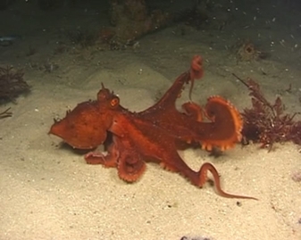View video of Maori Octopus