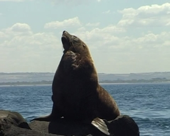 View video of New Zealand Fur-seal