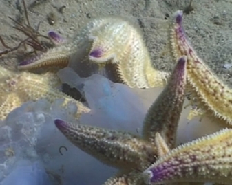 View video of Northern Pacific Seastar