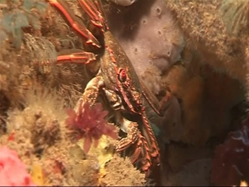 View video of Red Rock Crab