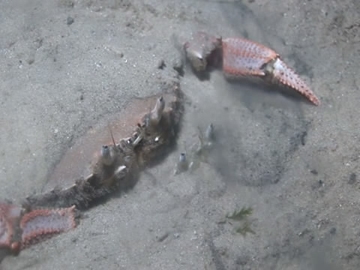 View video of Sand Crab