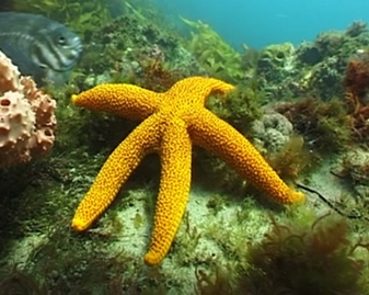 View video of Seastar