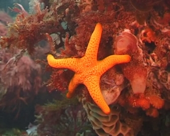 View video of Seastar