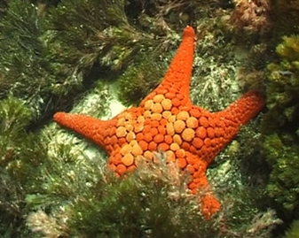 View video of Seastar