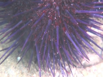 View video of Sea Urchin