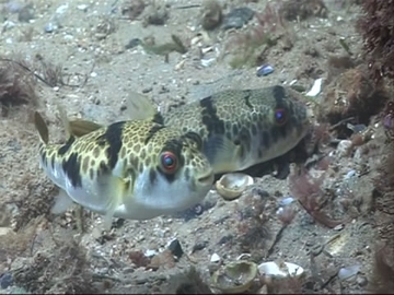 View video of Smooth Toadfish