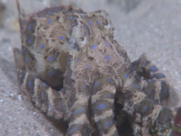 View video of Southern Blue-ringed Octopus