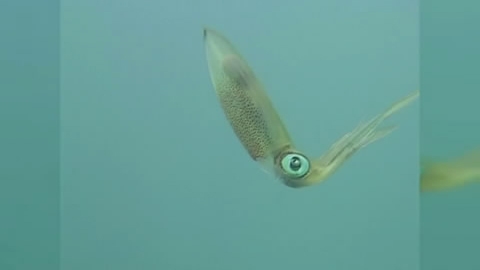 View video of Southern Calamari Squid