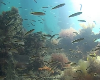 View video of Southern Hulafish