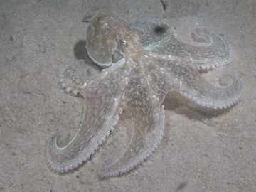View video of Southern Keeled Octopus