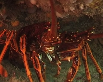 View video of Southern Rock Lobster