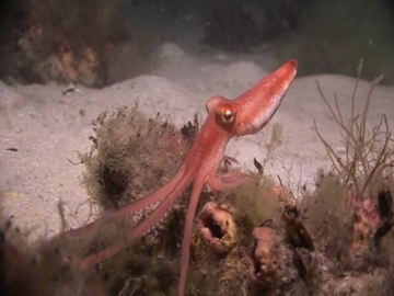 View video of Southern Sand Octopus