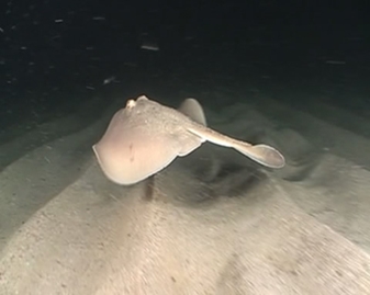 View video of Sparsely-spotted Stingaree