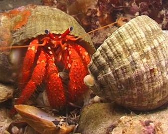 View video of Stridulating Hermit Crab