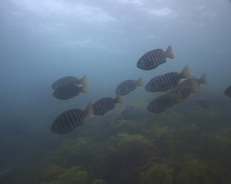 View video of Zebrafish